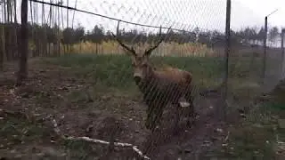 В лесу встретили злого оленя)
