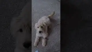 dog says hello #shorts #dog says hello