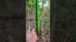 Sahjan / Moringa #shorts #viral #farming