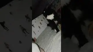кот ест свою хозяйку 🤣