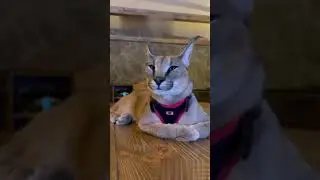 КАРАкал РазГоваривАет🐱CARACAL SPEAKING🐱