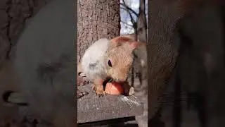 Толстую чуть не сдуло с кормушки / Tolstayaone was almost blown off the feeder