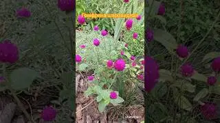 Яркий однолетник. Гомфрена #сад #garden #цветы