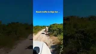 Rush hour in Baja California … #shorts #bajacaliforniasur #cows