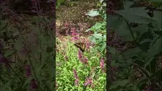 Butterflies drinking nectar from hyssop💚