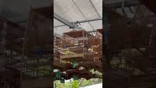 Cb Thừa Sức của A.Phap Euros thể hiện mãn nhãn không AE