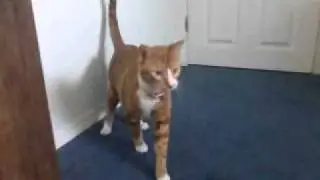 How to catch a cat