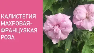 КАЛИСТЕГИЯ МАХРОВАЯ- ФРАНЦУЗСКАЯ РОЗА .