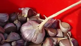 Озимый ЧЕСНОК 2021