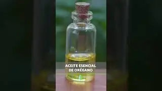Cómo TOMAR ORÉGANO 💚 ¡Aprovecha sus Beneficios para la Salud! 