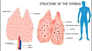 فسلجة الجهاز اللفماوي | قسم التخدير | Physiology of Lymphatic System