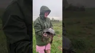 A Giant Snapping Turtle Destroyed My Turtle Line! 