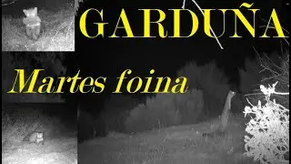 La Garduña (Martes foina)💚 Carnívoros ibéricos
