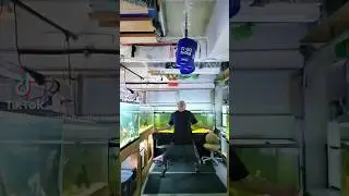 Monster Cichlid Fish Room BOOM! #shorts #fyp #foryou #fishtok