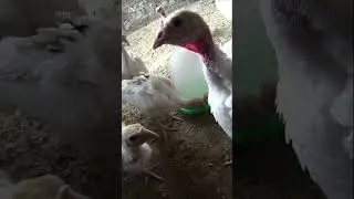 Индюшонок заглядывает в камеру