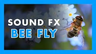 BEE FLY - (Sound Effect) 🐝🐝🐝