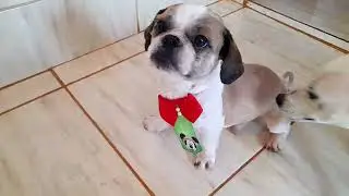filhote shitzu antes e depois de tosar