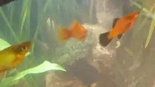 @SRtheRuler This is my favorite fish