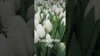 Тюльпан White Flag