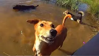 CORGI POOL PARTY - Sony Action Cam HDR-AS10 Sunny Light Test Video