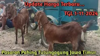 UPDATE HARGA TERBARU PASARAN PAHING TULUNGAGUNG