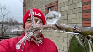 проснулся от ХОЛОДА спасаю цветы и МИМАСОВ 