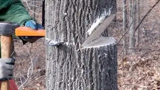 Felling Wedge Practice (Not a Tutorial)