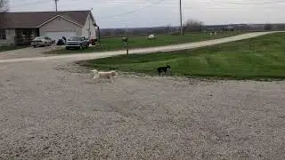 Mercy and Luna play Date