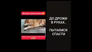 КАК НЕ ПОМОЧЬ??? КАК ОСТАВИТЬ УМИРАТЬ???