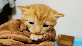 给小猪滴眼药水，卡姿兰大眼睛快好起来啊