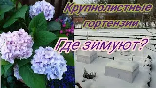 Где зимуют мои крупнолистные гортензии/обзор/варианты зимовки