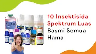 Top 10 Insektisida Serba Bisa, Basmi Semua Hama Tanaman Cabe