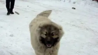 Байкалу 8 месяцев