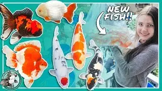 Buying New Fish at the Koi Show!