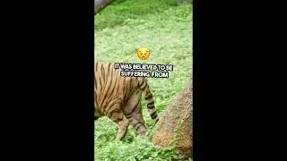 The MOST dangerous tiger in history - The Champawat Man-Eater