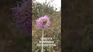FLOR DE CHRESTA SCAPIGERA #flordocerrado