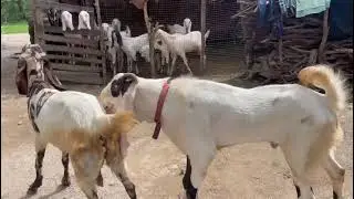 Totapari Bakri Mating With Hydrabadi Garam Patha Bakra/ Bakra Breeding Video / ছাগল ম্যাটিং ভিডিও