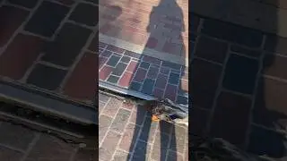 Famous Disney Duck Strikes again!
