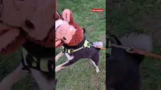 POOR MONKEY! Shiba litteraly wont let go!