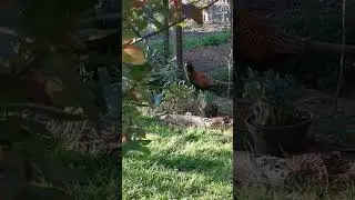 Гость фазан #music #nature #birds
