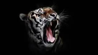 Les plus belles photos de tigres du monde