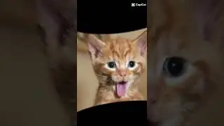 😂😂😂 #видео #мем #прикол
