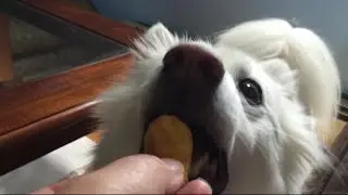 Do dogs eat sweet plantain chips?