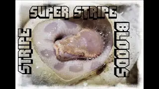 Cutting a Super Stripe Blood Python Clutch!
