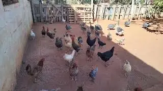 تربية دجاج بلدي البياض مشروع مربح برأس مال صغير