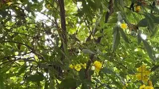 Small birds 😍