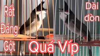 Toàn Chim Rất Víp Chất Lượng Bóng Bộ Rất Đẹp Nết Chơi Hay Gấu Chim Đáng Gột 30/10/24