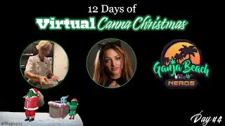 Canna Christmas Day #4