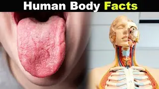 Most Amazing Facts And Things You Didn't Know About Human Body! || Urdu Pixels || اردو/हिंदी ||