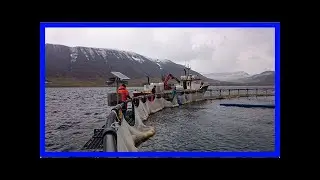 Meðhöndlað við fiskilús í dýrafirði
